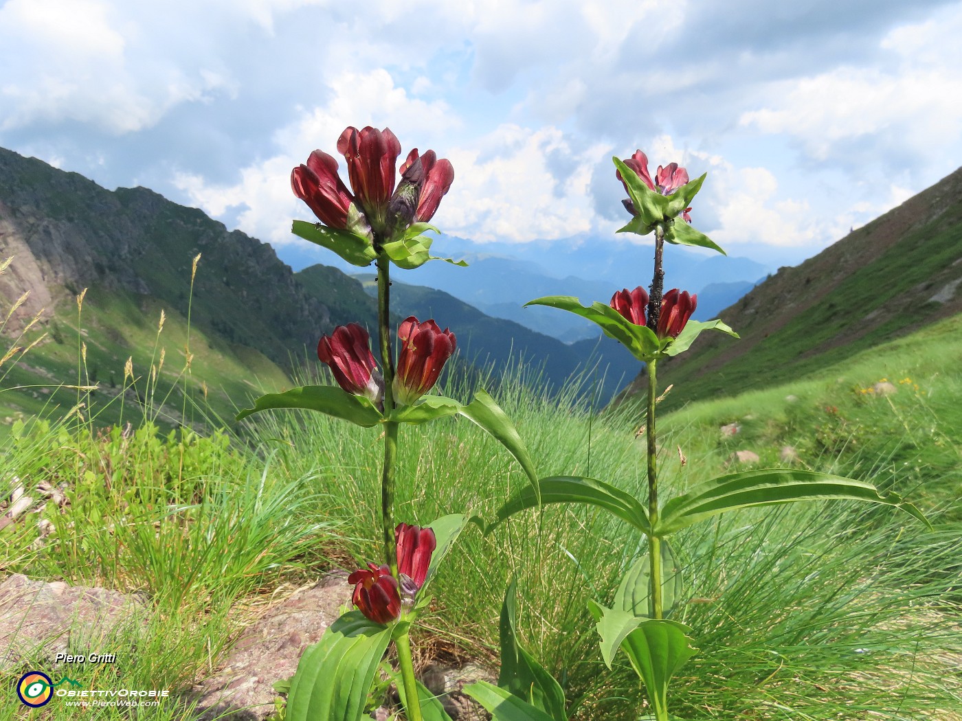 72 Vista una sola Gentiana purpurea  (Genziana purpurea).JPG
